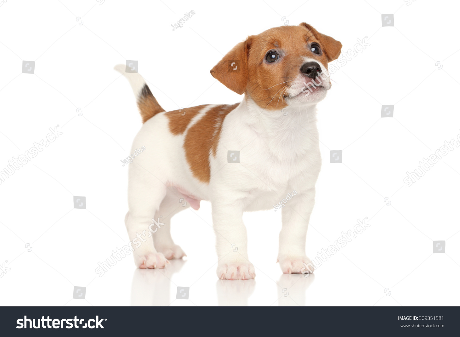 Jack Russell Puppy On White Background Stock Photo (Edit Now) 309351581