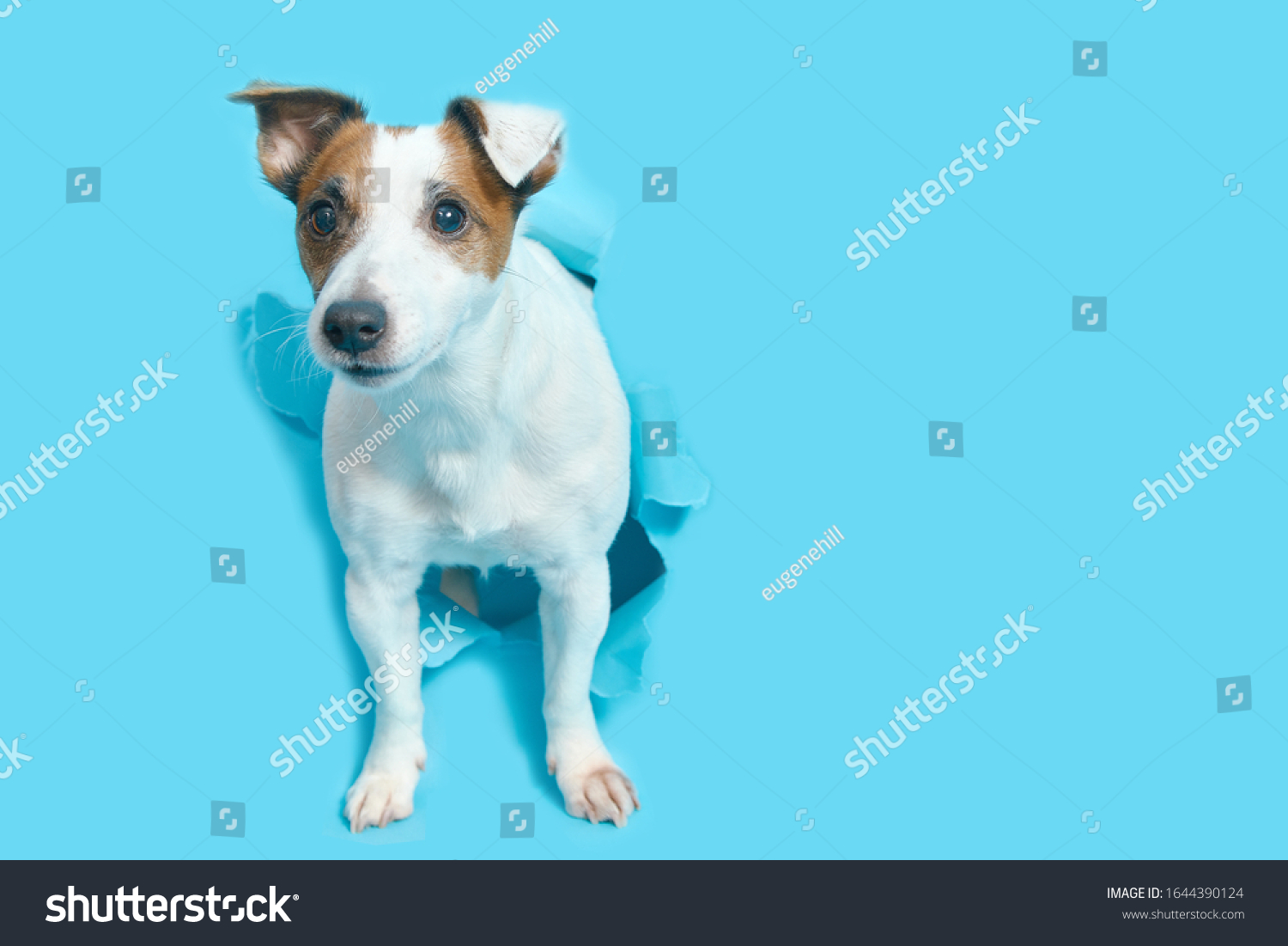 Jack Russell Terrier Breaks Through Blue Stock Photo Edit Now 1644390124