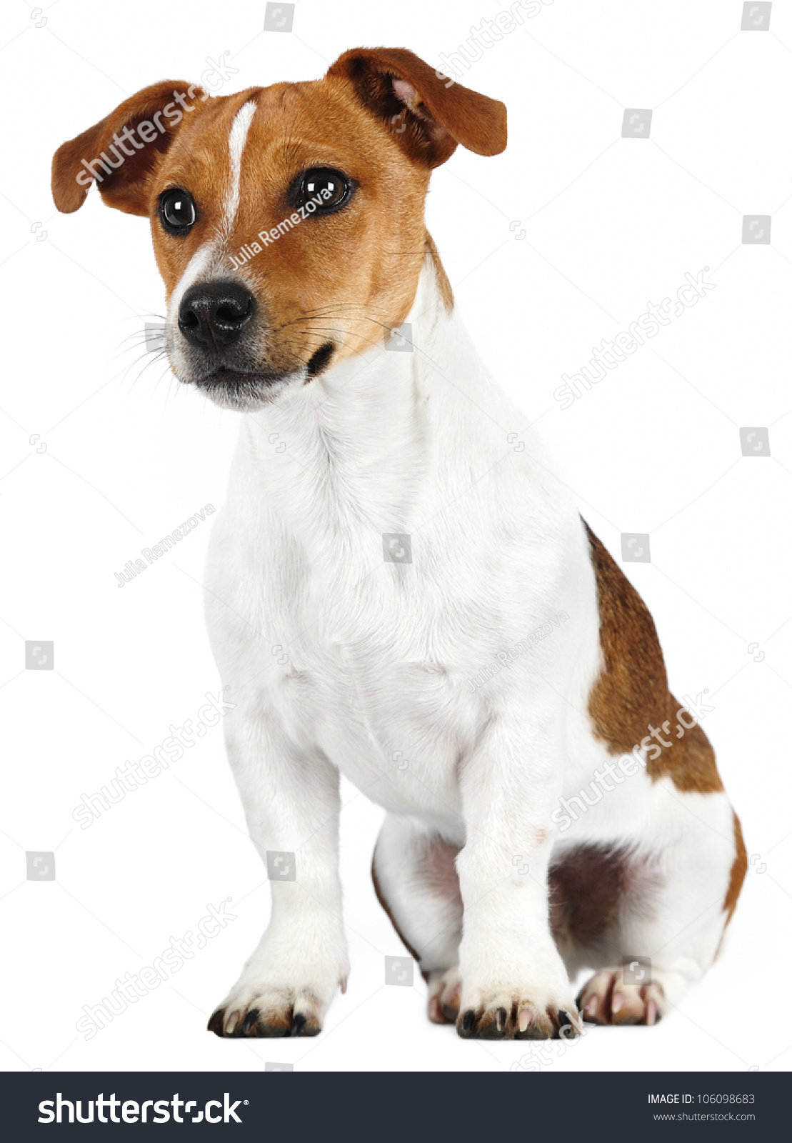 australian shepherd jack russell terrier jack russell terrier front white background stock photo 106098683 australian shepherd jack russell terrier jack russell terrier front white background stock photo 106098683
