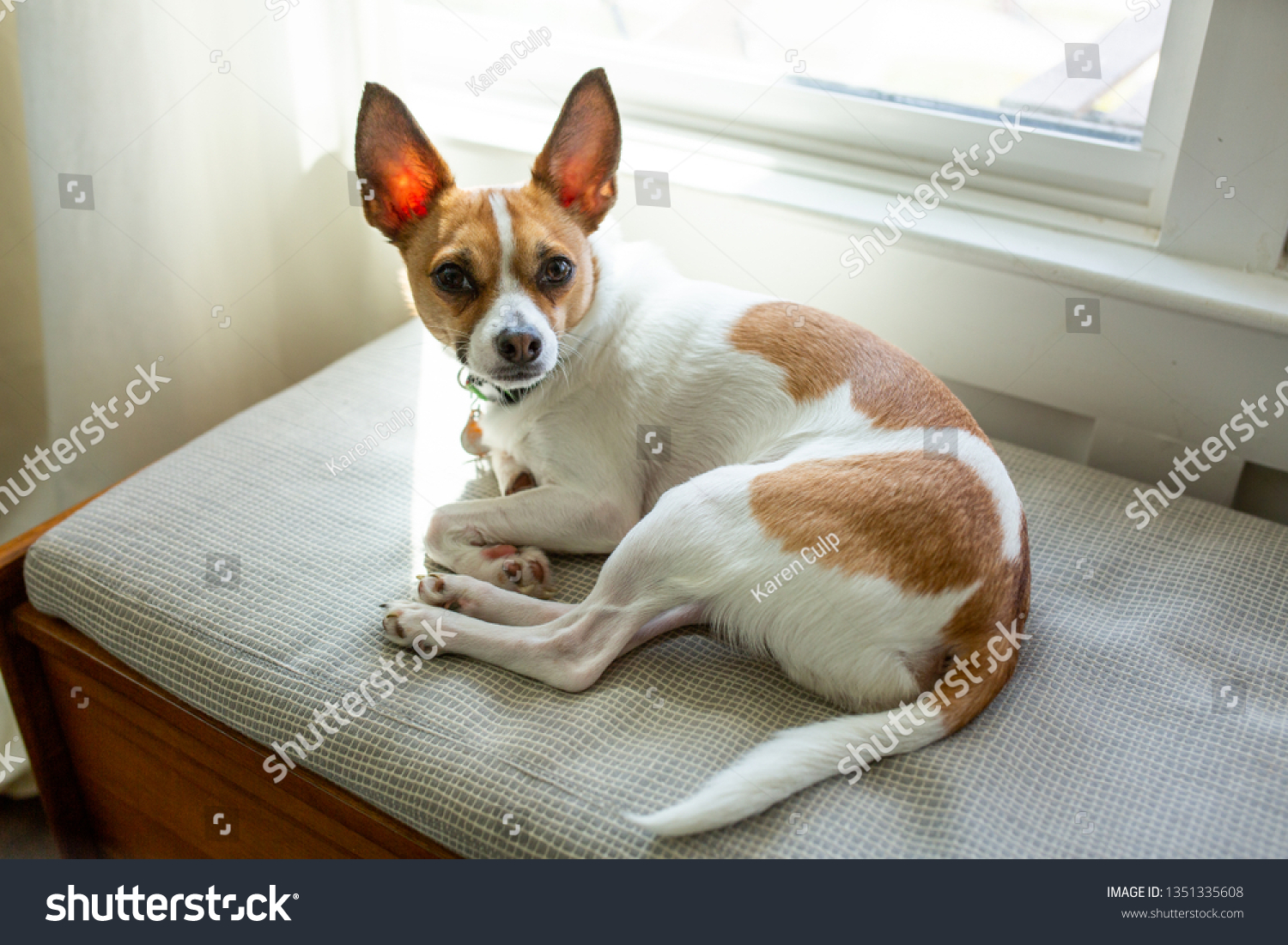 Jack Russell Terrier Mix Animals Wildlife Stock Image 1351335608