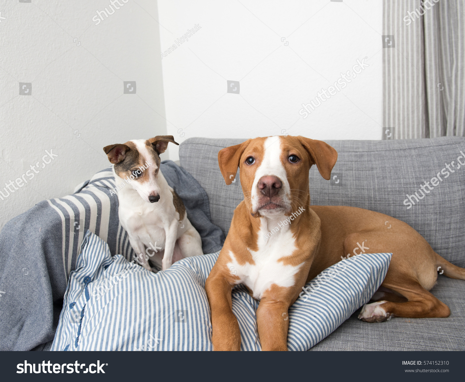 jack russell terrier pitbull