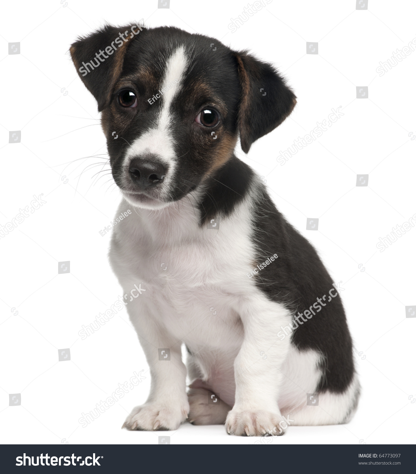 parson russell terrier black and white