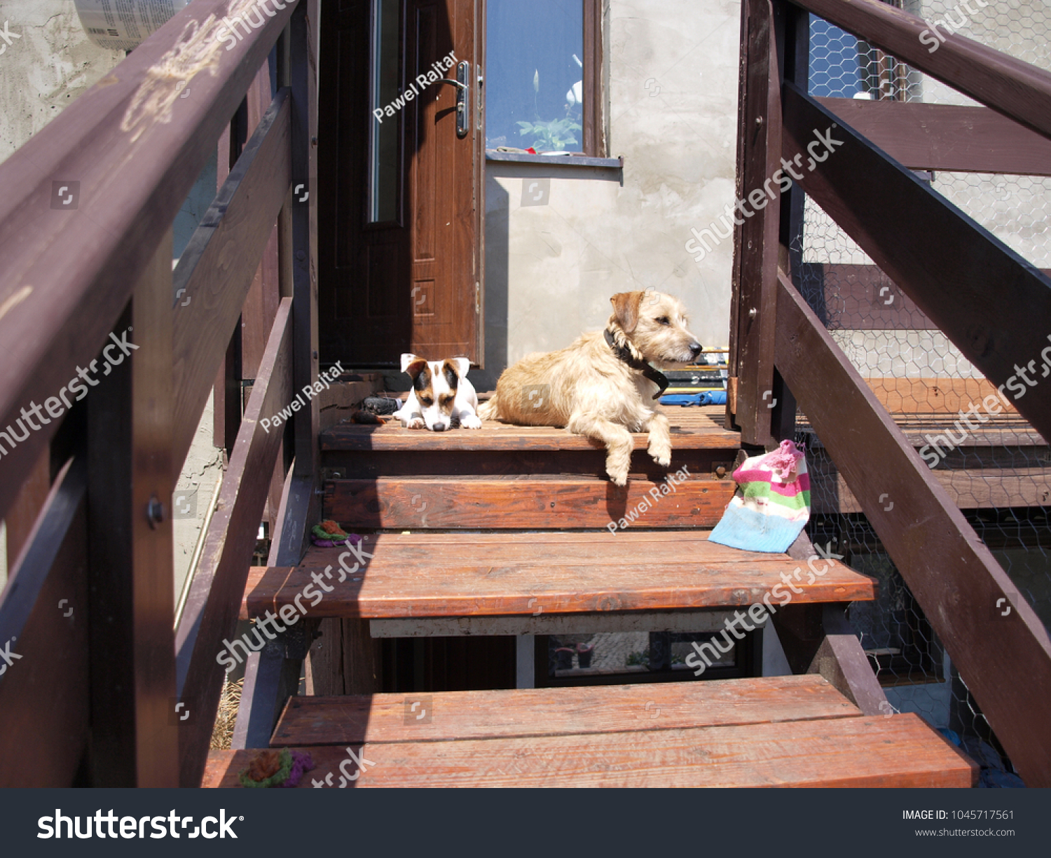 Jack Russell Terrier Shorthair Sitting On Stock Photo Edit Now