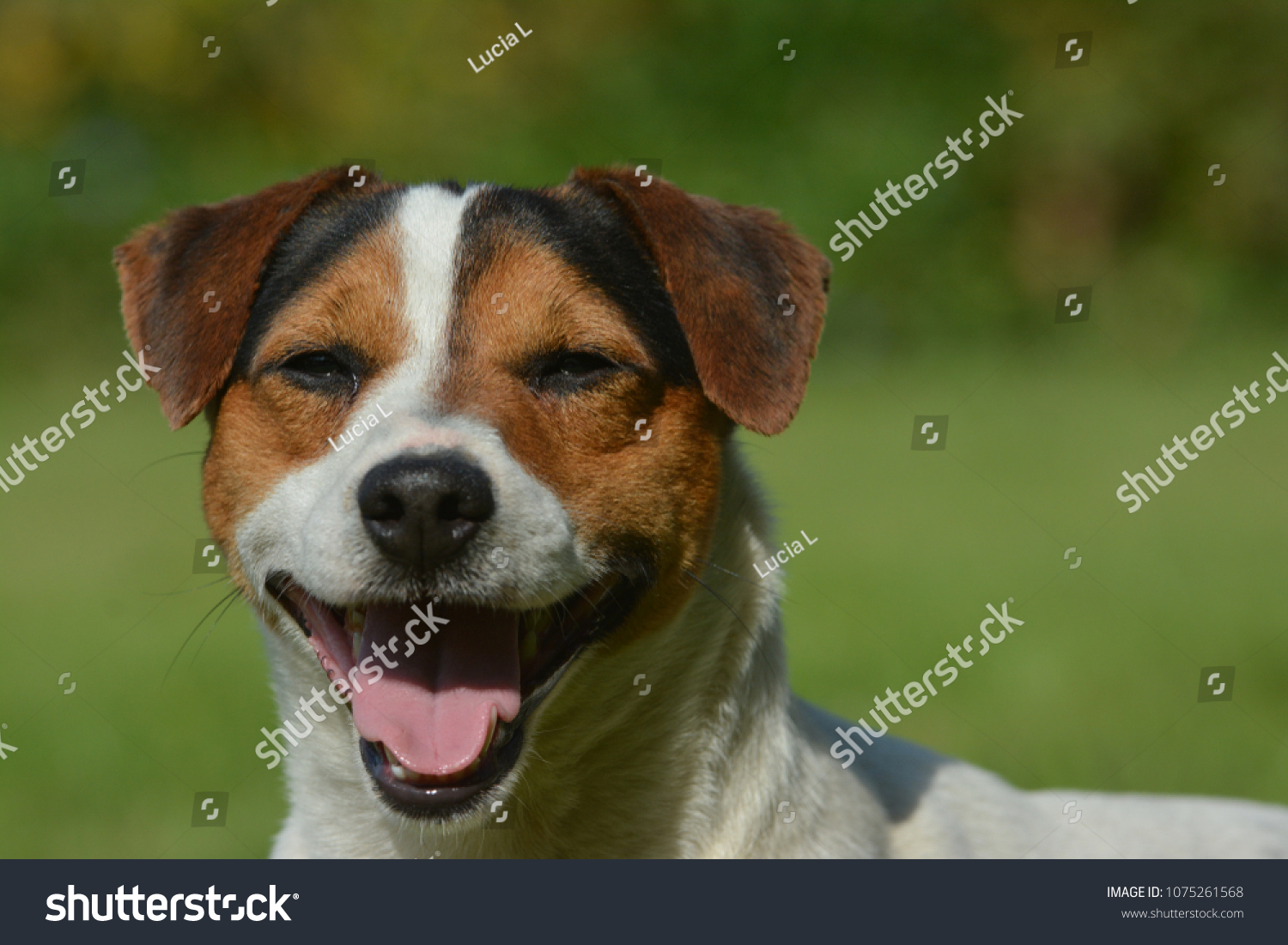 Jack Russell Terrier Black Tan Mask Stock Photo Edit Now 1075261568