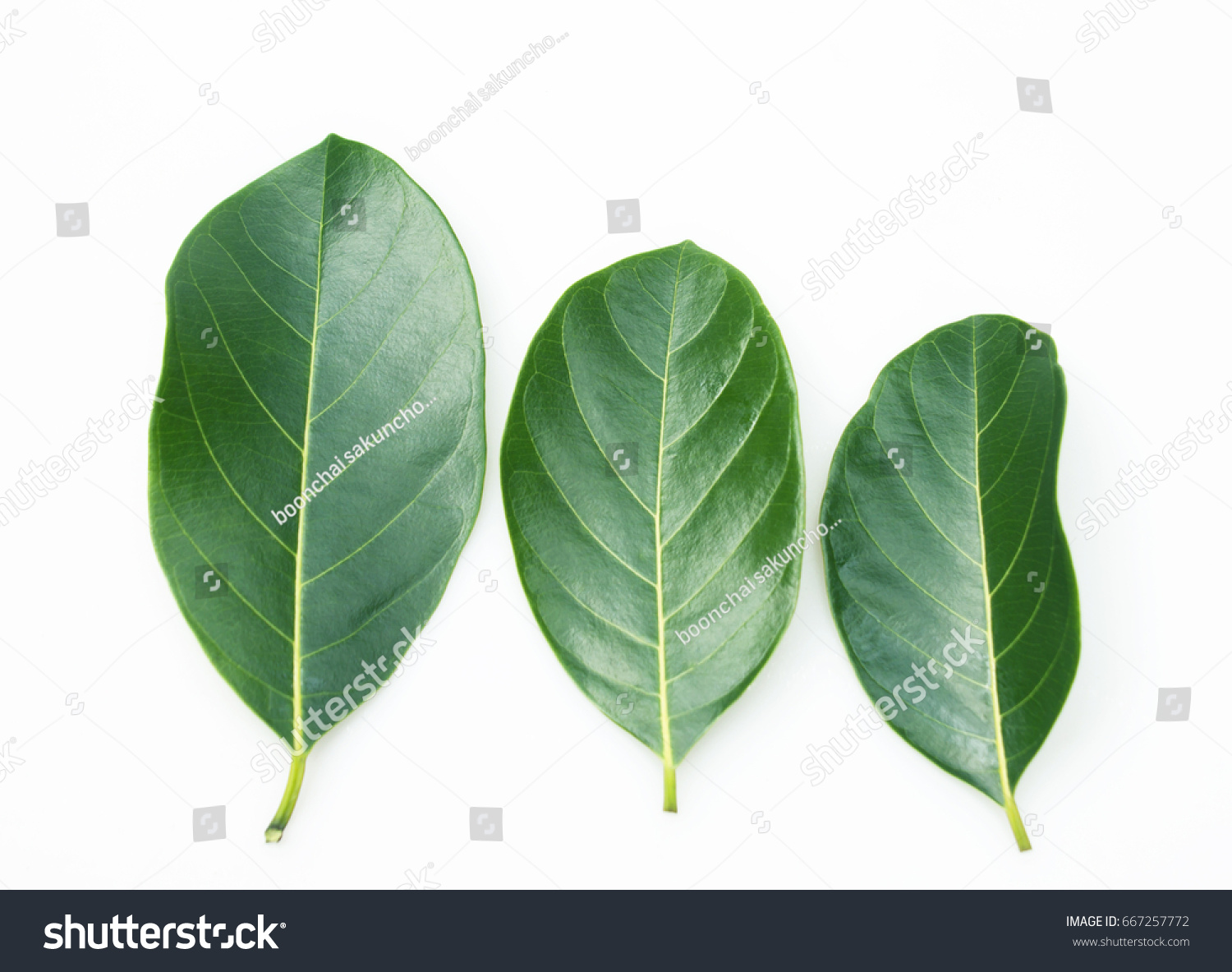 Jackfruit Leaf Artocarpus Heterophyllus Leaf On Stock Photo 667257772 ...