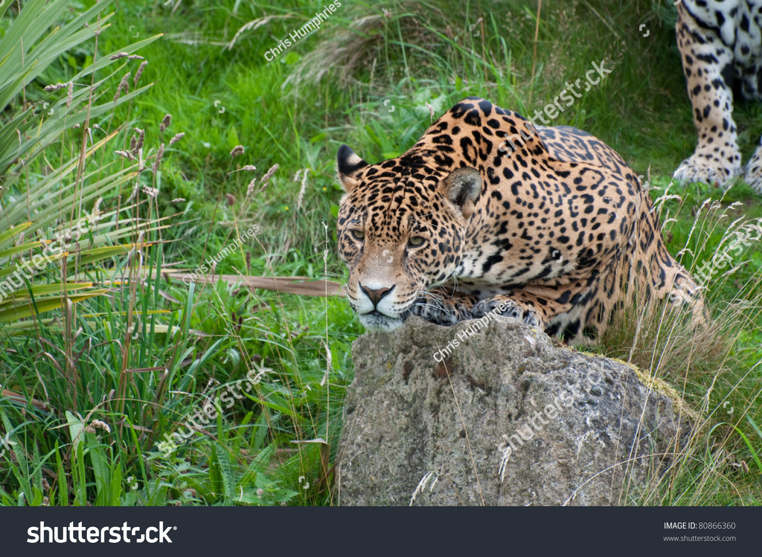 Jaguar About Pounce Stock Photo 80866360 - Shutterstock