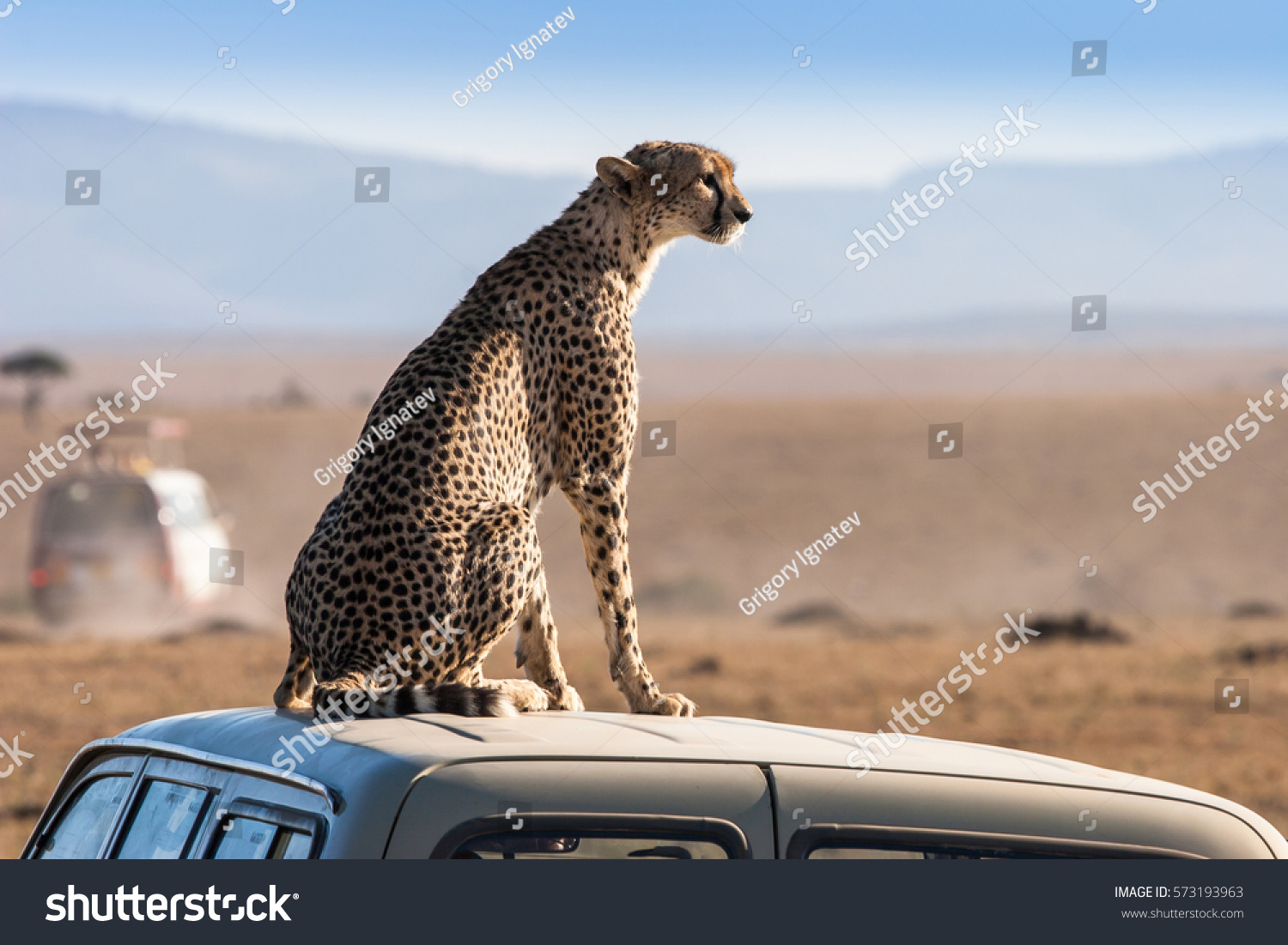 Jaguar Attack Machine Safari Kenya Guepard Stock Photo Edit Now