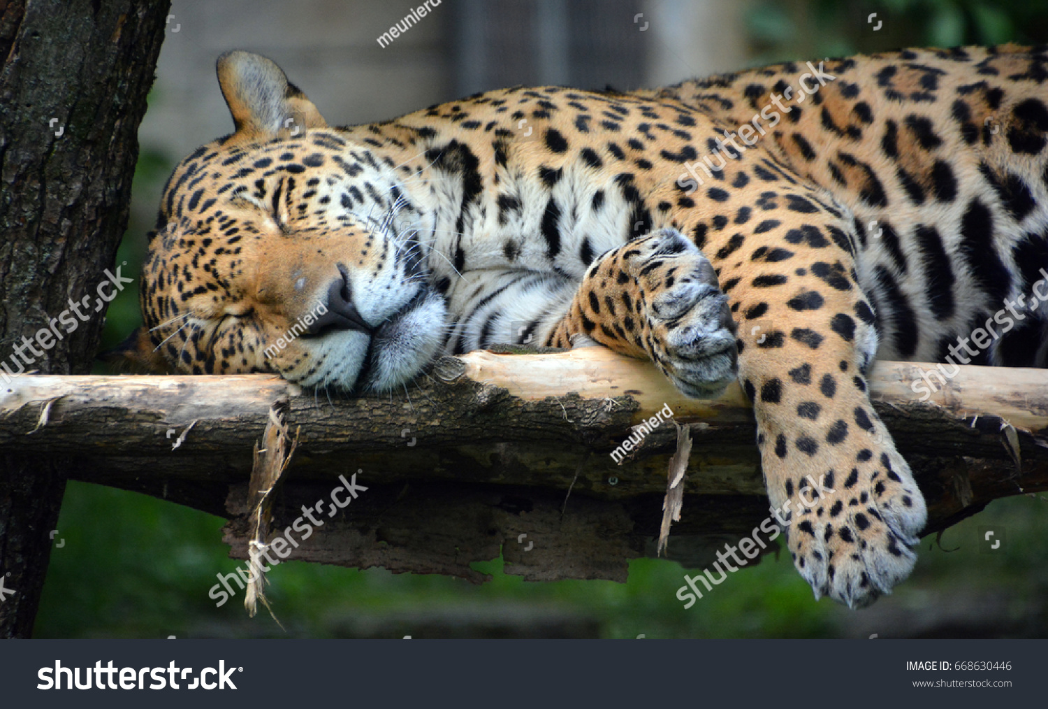 Jaguar Cub Big Cat Feline Panthera Stock Photo (Edit Now) 668630446