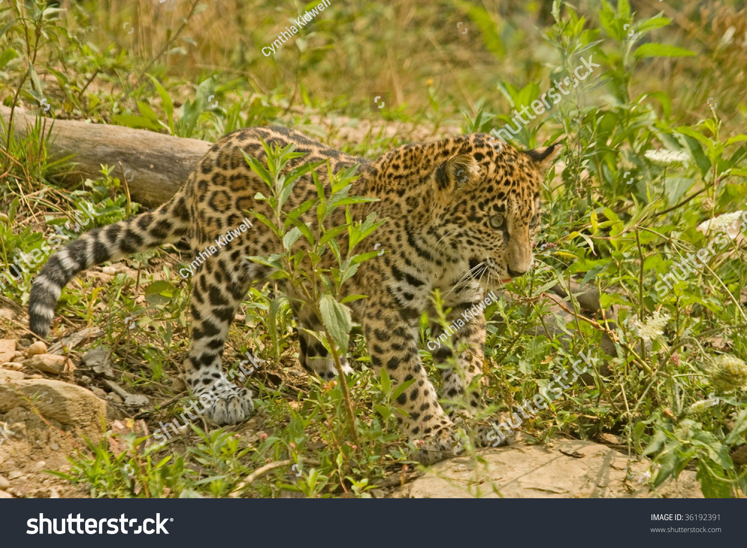 Jaguar Cub Ready To Pounce Stock Photo 36192391 : Shutterstock