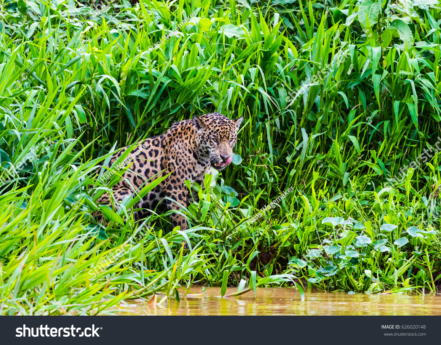 Jaguar Grass On River Bank Stock Photo Edit Now