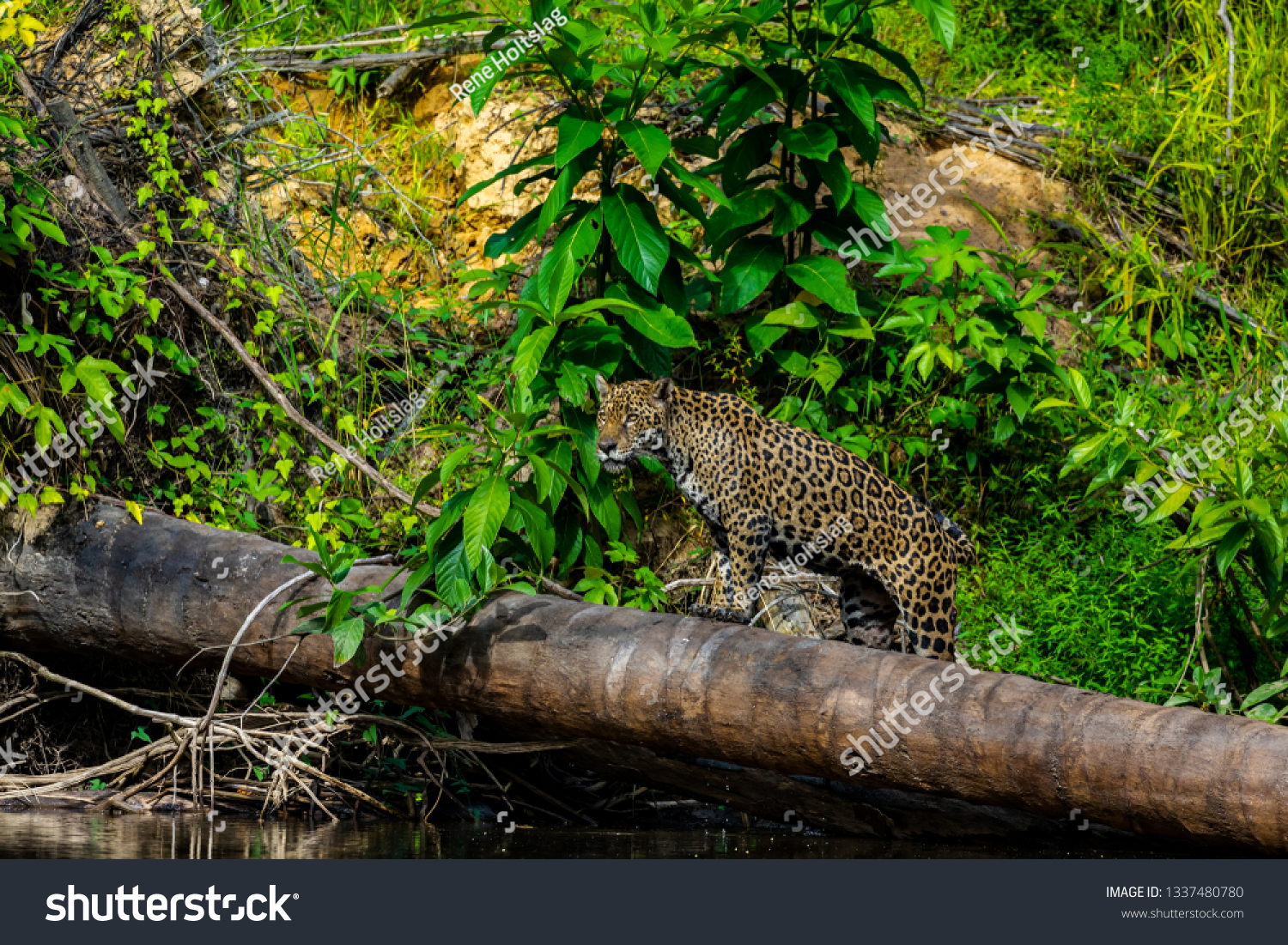 Jaguar Jungle Surinam Stock Photo Edit Now 1337480780