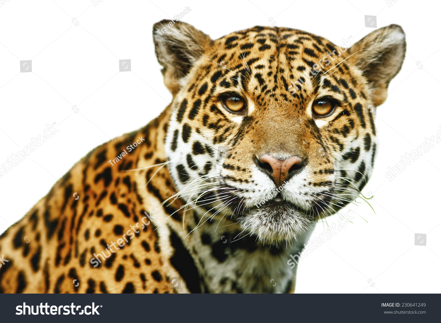 Jaguar Panthera Onca Isolated On White Stock Photo 230641249 | Shutterstock