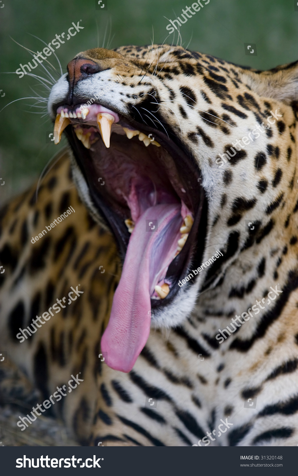 Jaguar Open Mouth Stock Photo (Edit Now) 31320148
