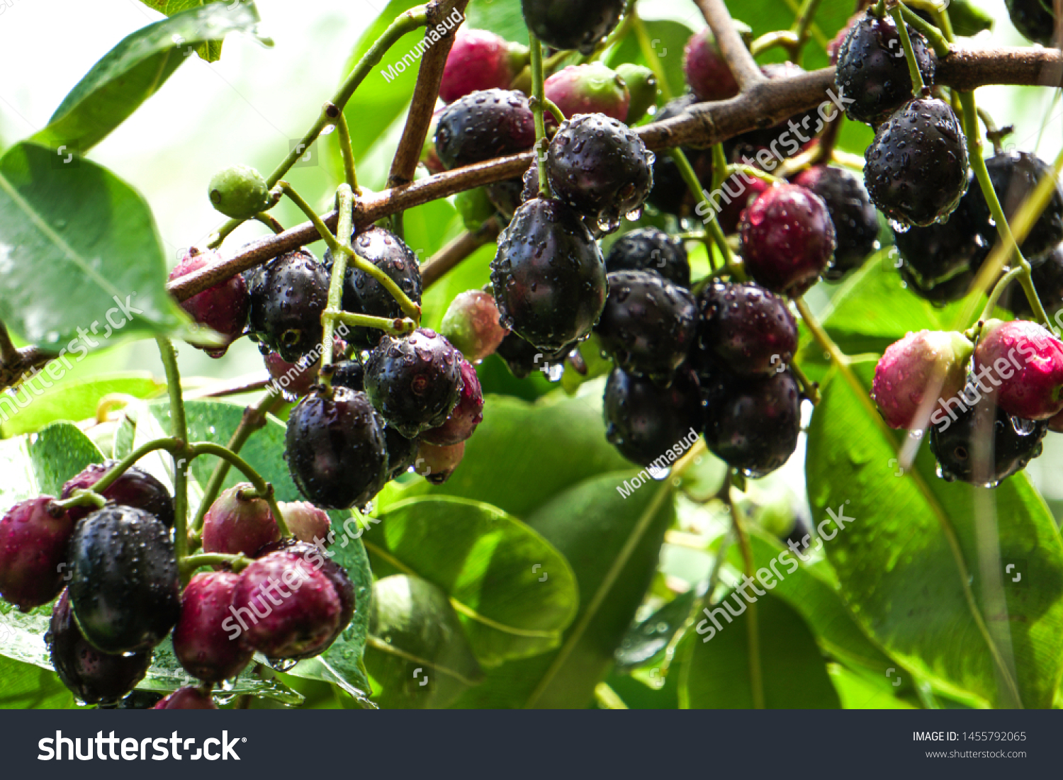 Jambolan Plum Jamun Fruit Syzygium Cumini Stock Photo 1455792065