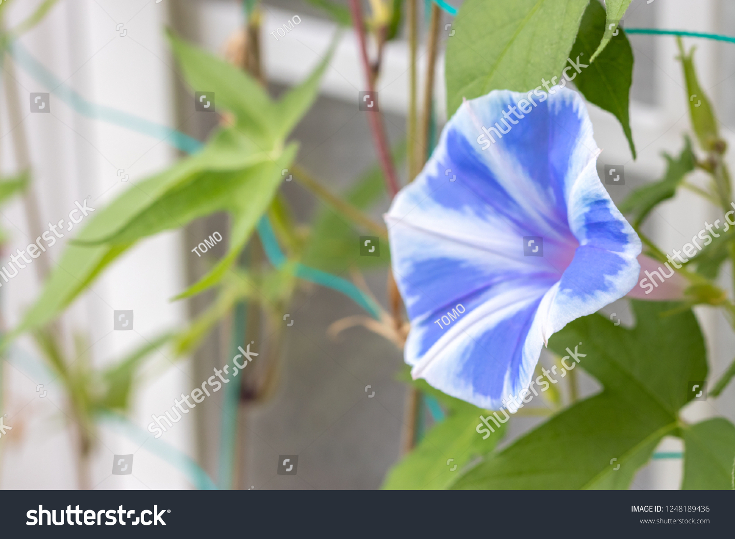 Japanese Asagao Flower Nature Stock Image