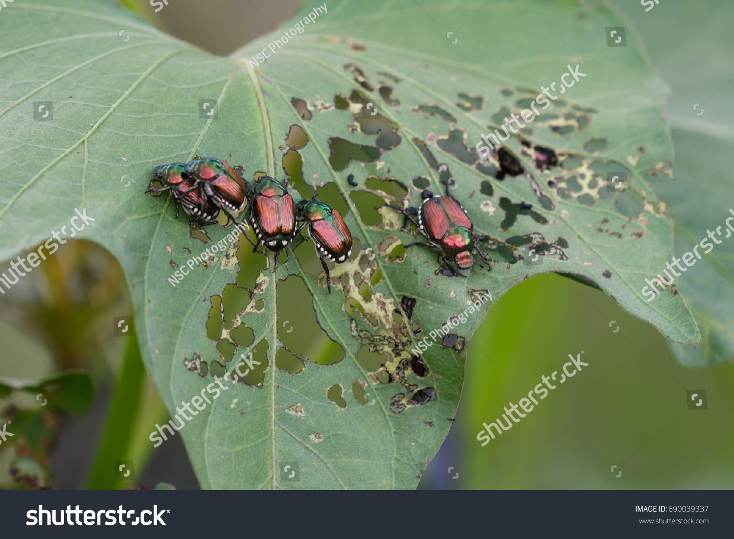 japanese-beetle-popillia-japonica-on-sweet-stock-photo-690039337