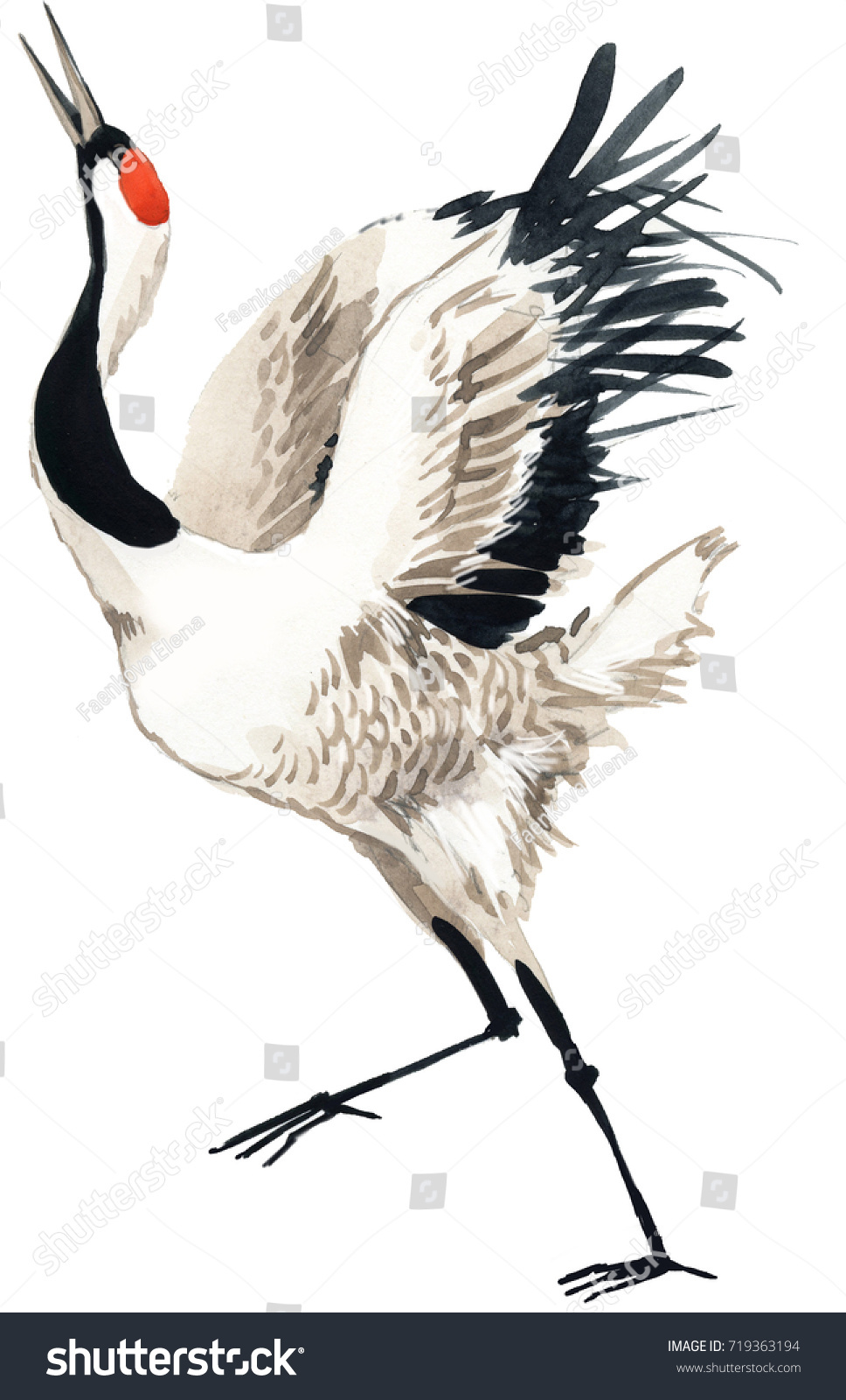 Ilustrasi Stok Japanese Crane Bird Watercolor Illustration 719363194