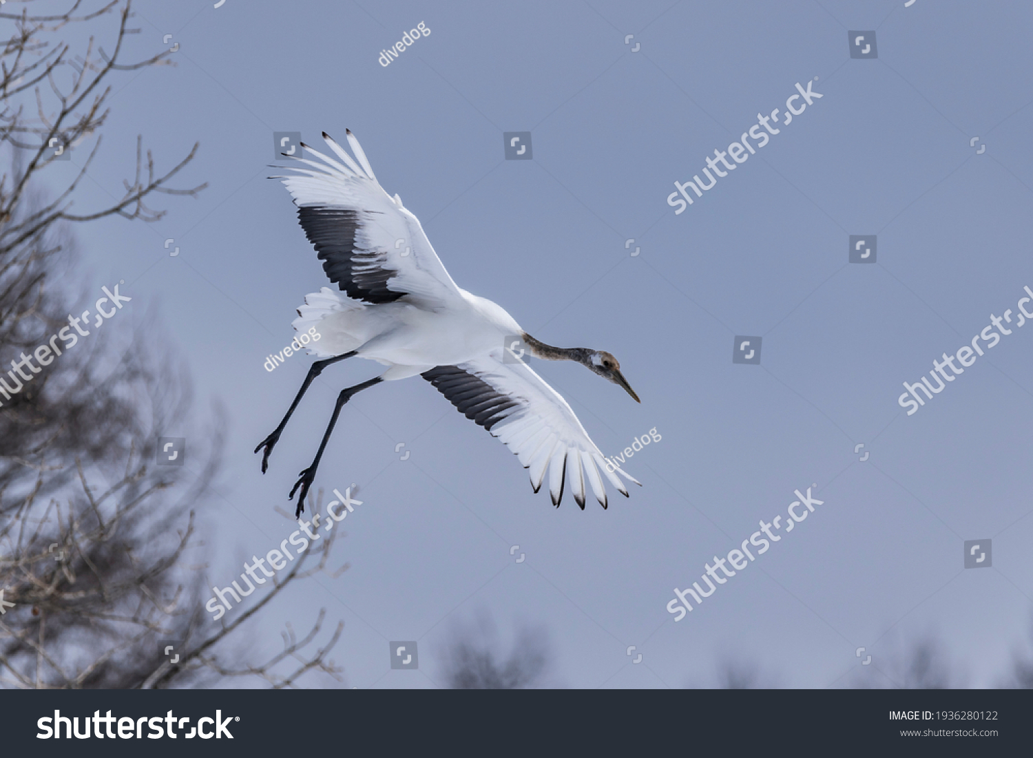 Japanese Crane Tsurui Villagekushirohokkaidojapan Stock Photo ...