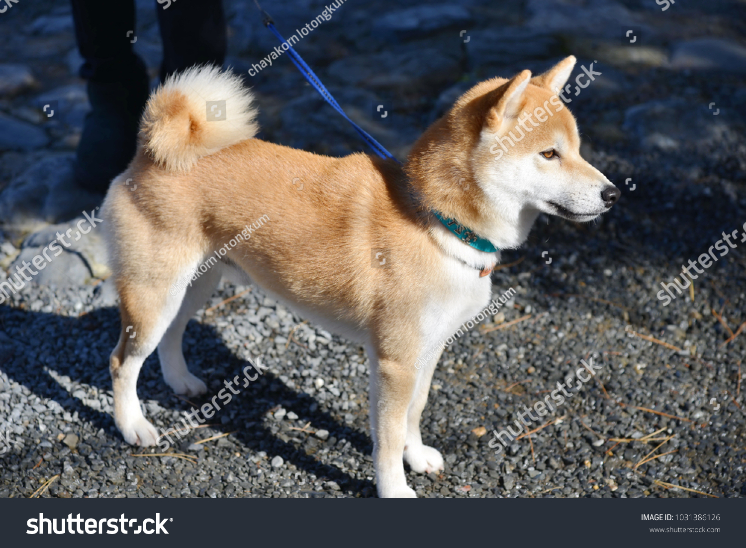 Hachiko: a breed that has received a new name Hachiko: a breed that has received a new name