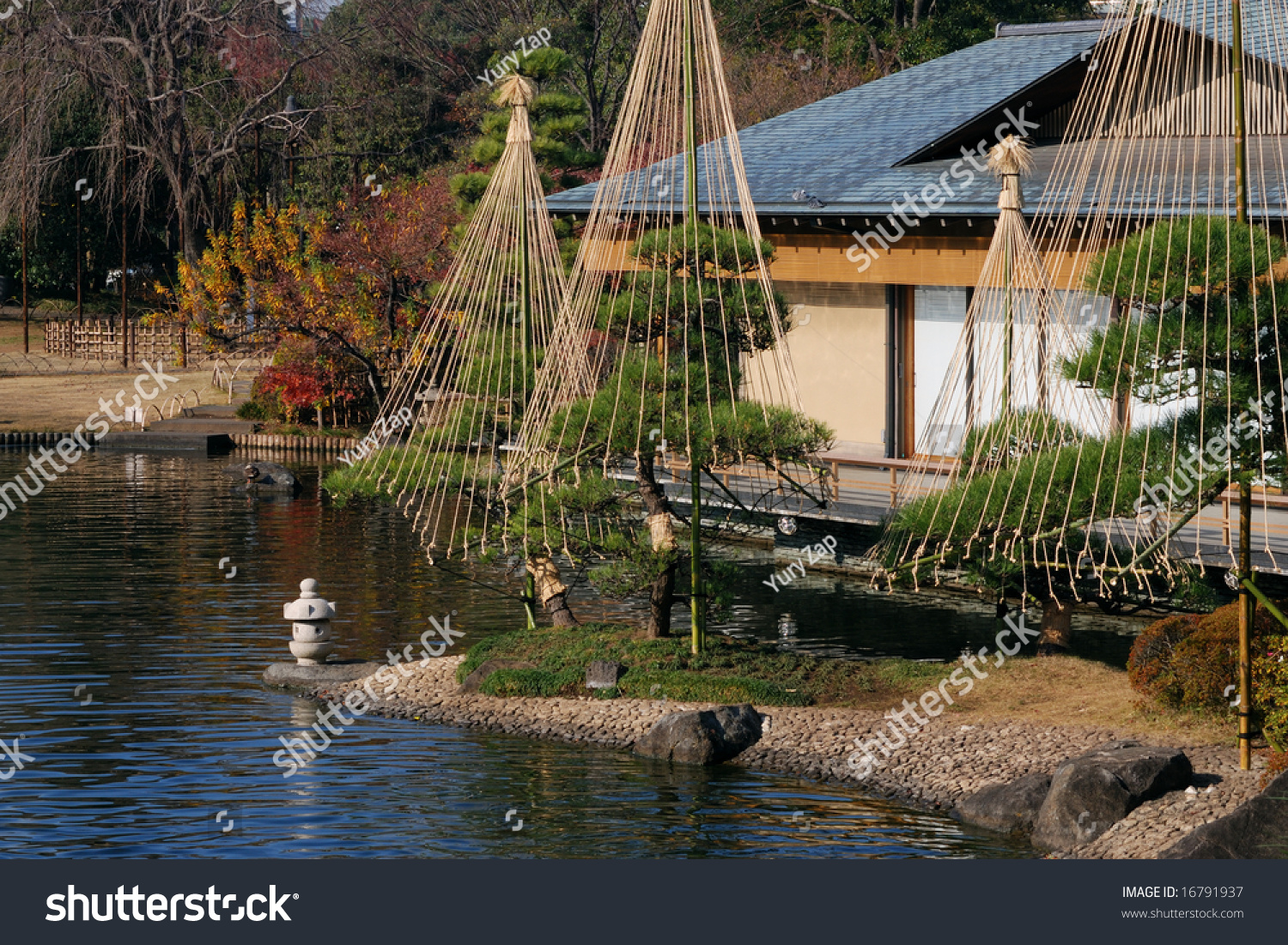 Japanese garden background with pond pine trees small lantern and part of traditional house