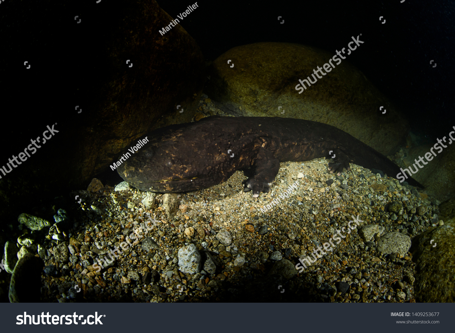 Japanese Giant Salamander Posing Underwater River Stock Photo (edit Now 