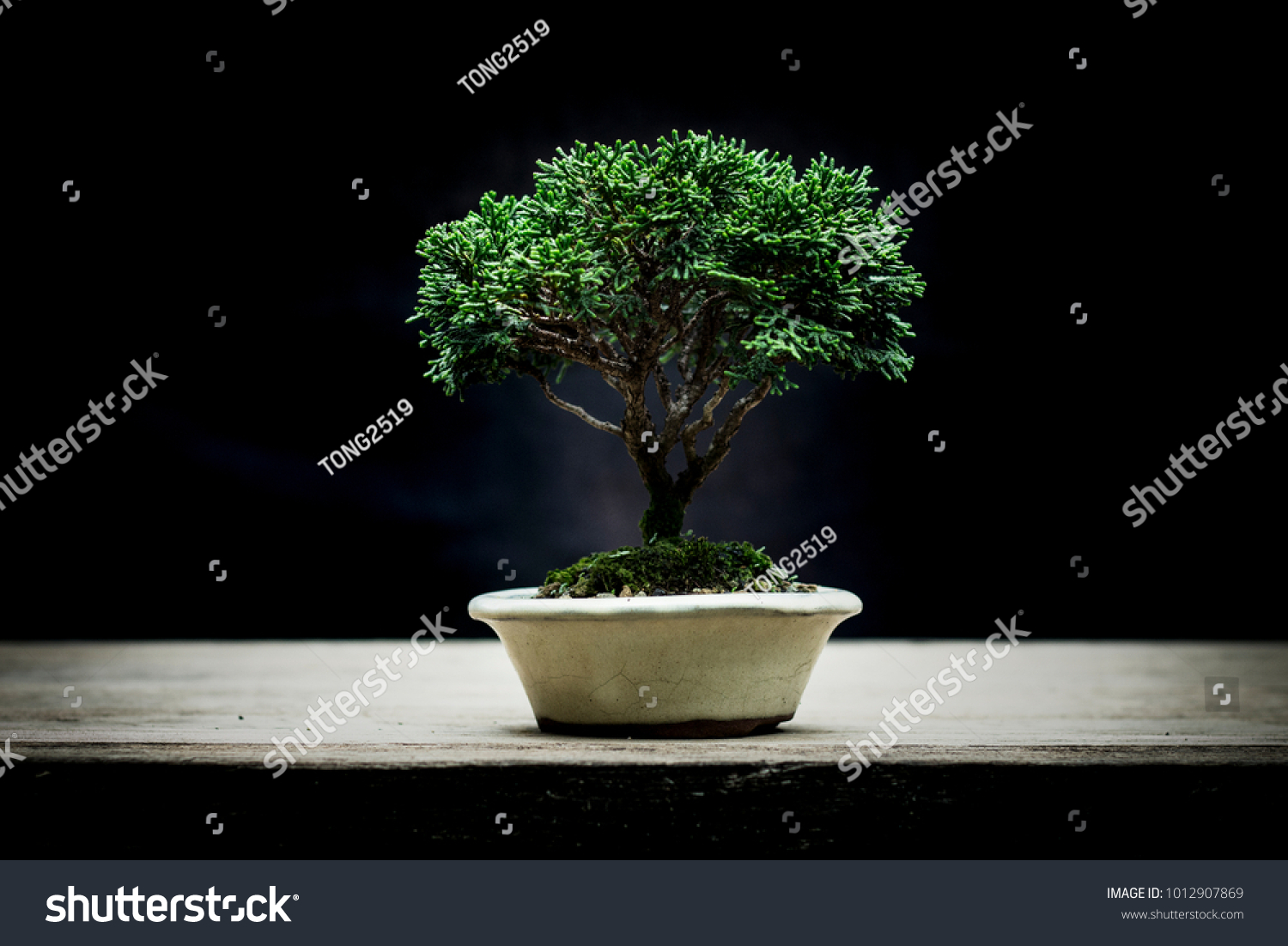 Japanese Hinoki Cypress Bonsai Stock Photo Shutterstock