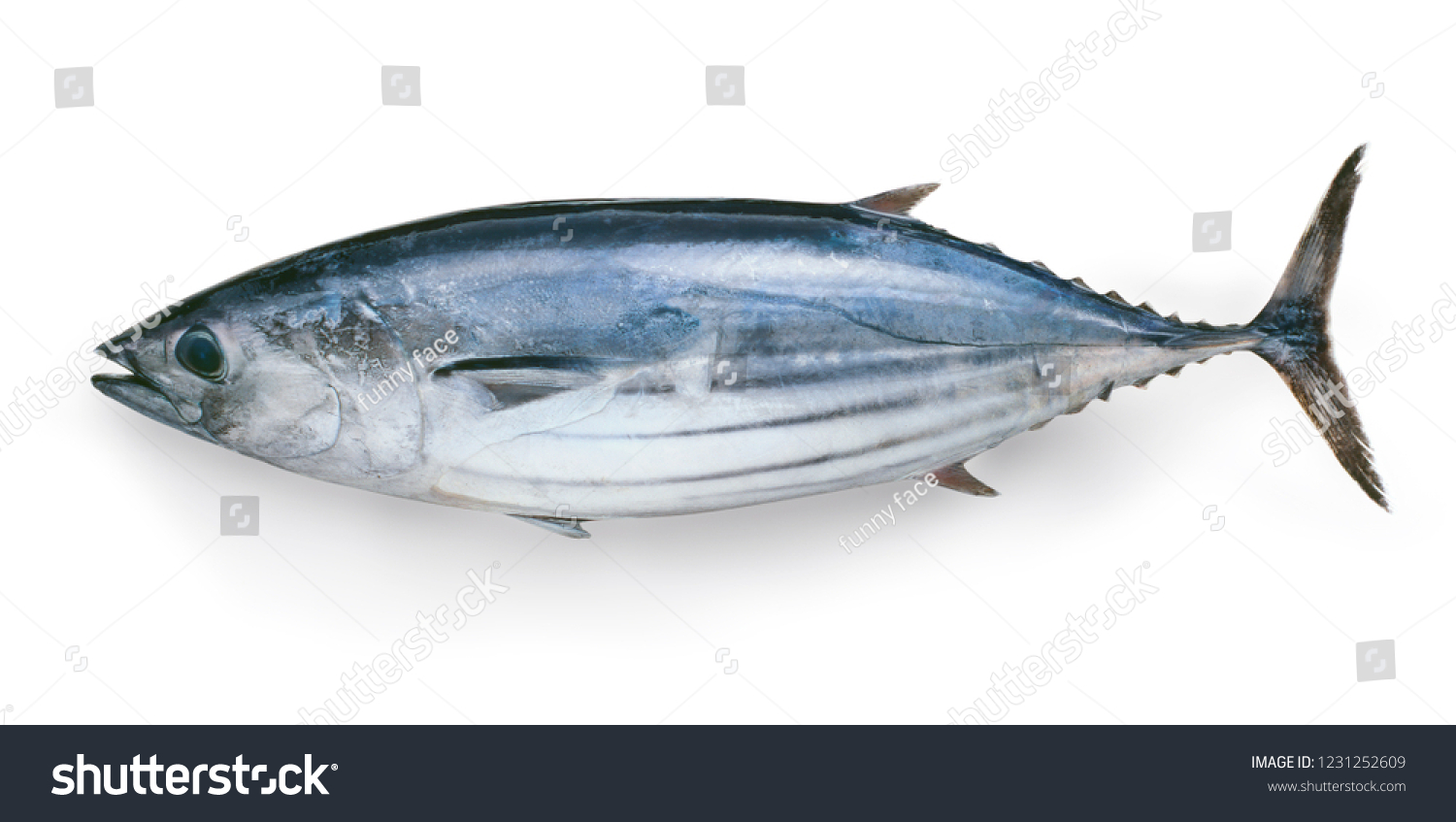 Japanese Katsuo Fish Bonito Skipjack Tuna 库存照片 立即编辑