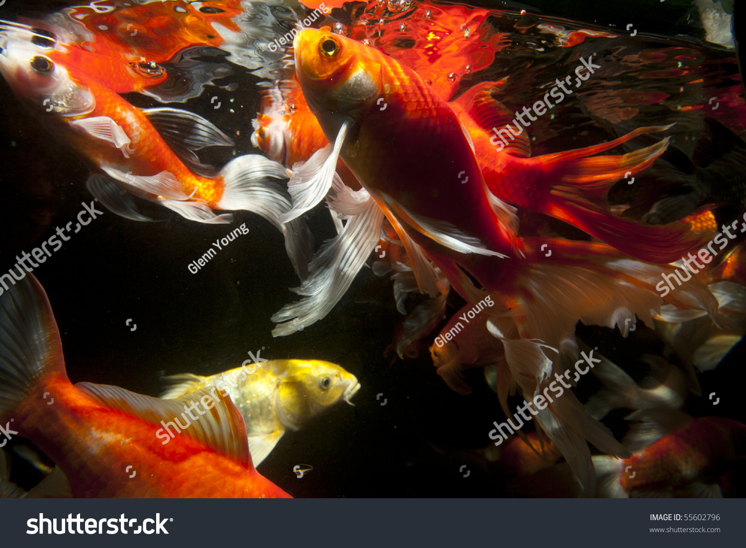 67,617 Koi fish Stock Photos, Images & Photography | Shutterstock