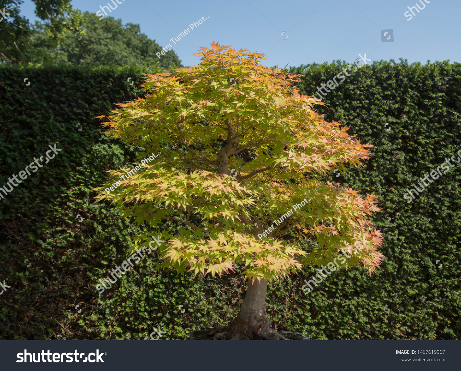 Japanese Maple Bonsai Tree Acer Palmatum Stock Photo Edit Now 1467619967