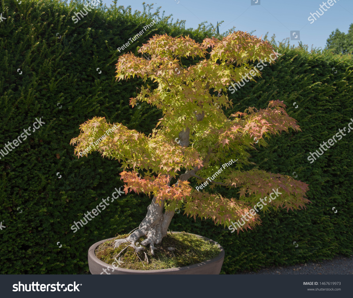 Japanese Maple Bonsai Tree Acer Palmatum Stock Photo Edit Now 1467619973