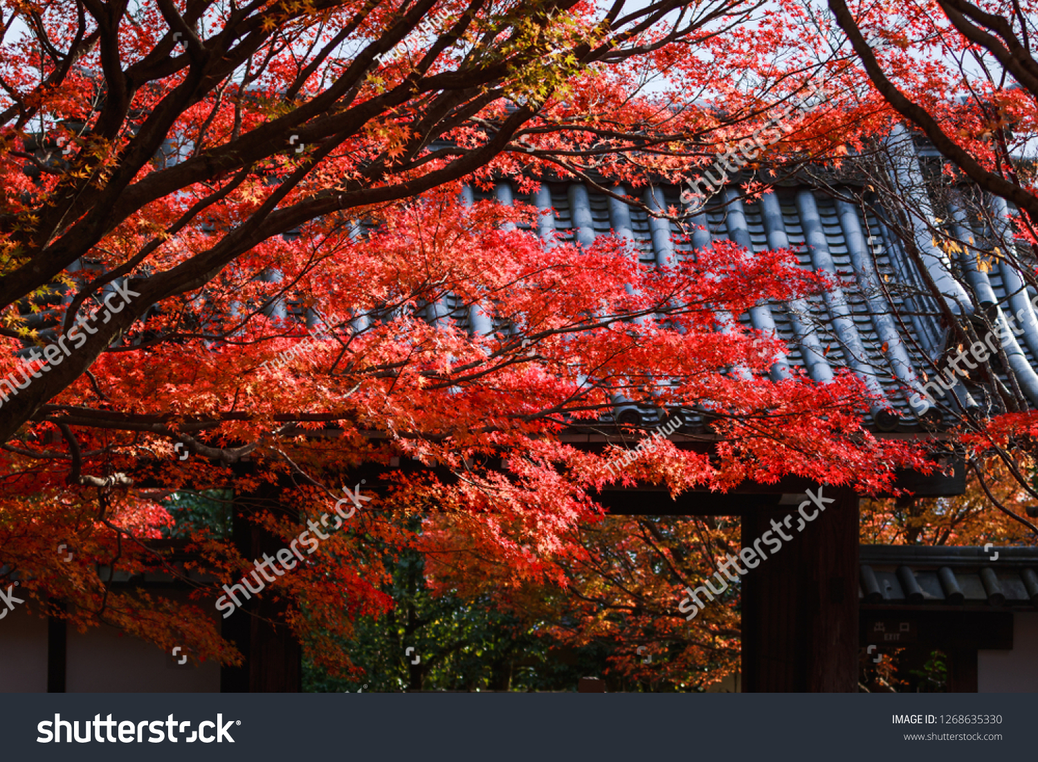 Japanese Maple Leaves Autumn Season Fall Stock Photo Edit Now