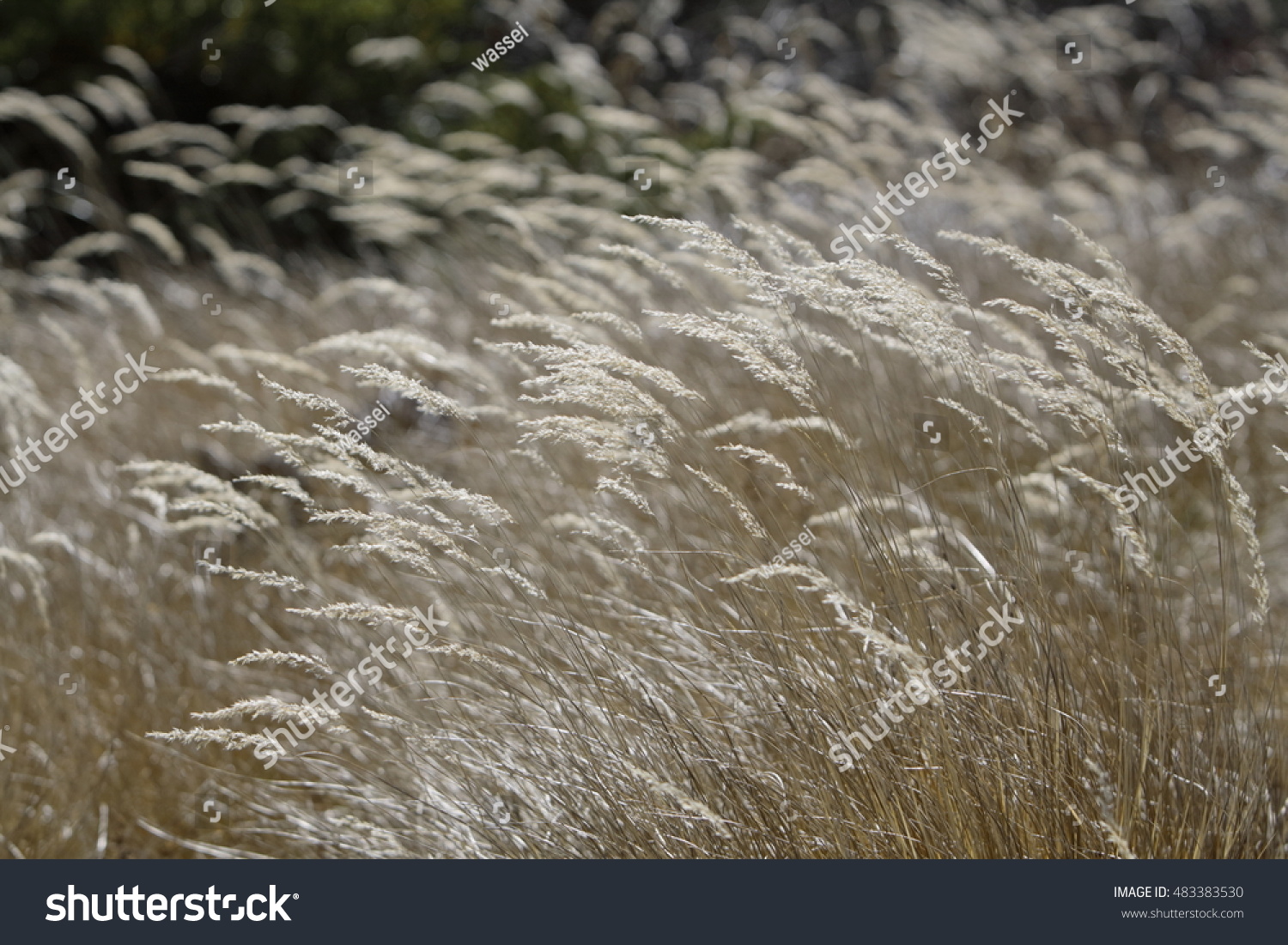 Autumn's Grace: Dancing Pampas Grass In The Fall Breeze