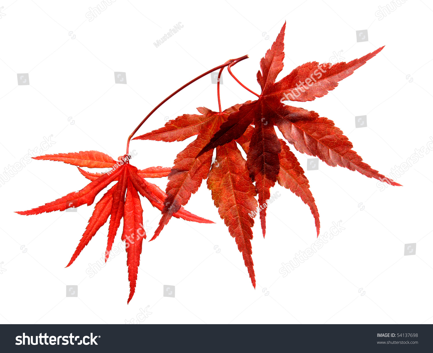 Japanese Red Maple Tree Leaves Stock Photo (Edit Now) 54137698