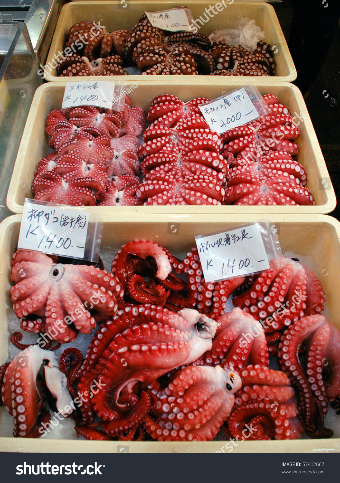 Japanese Seafood Octopus Tako Tsukiji Market Stock Photo (Edit Now ...