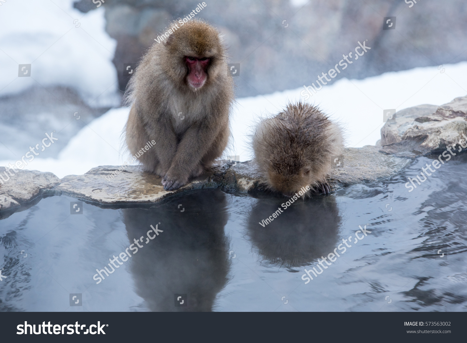 Japanese Snow Monkeys Bathing Hot Spring Stock Photo Edit Now