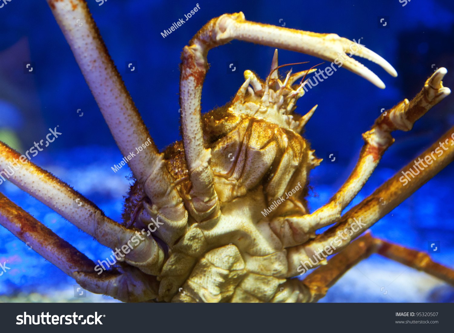 Japanese Spider Crab Stock Photo 95320507 - Shutterstock