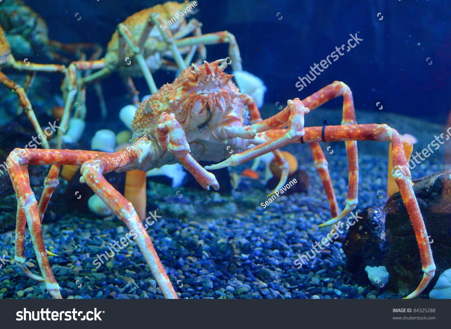 Japanese Spider Crab Has Largest Leg Stock Photo Edit Now