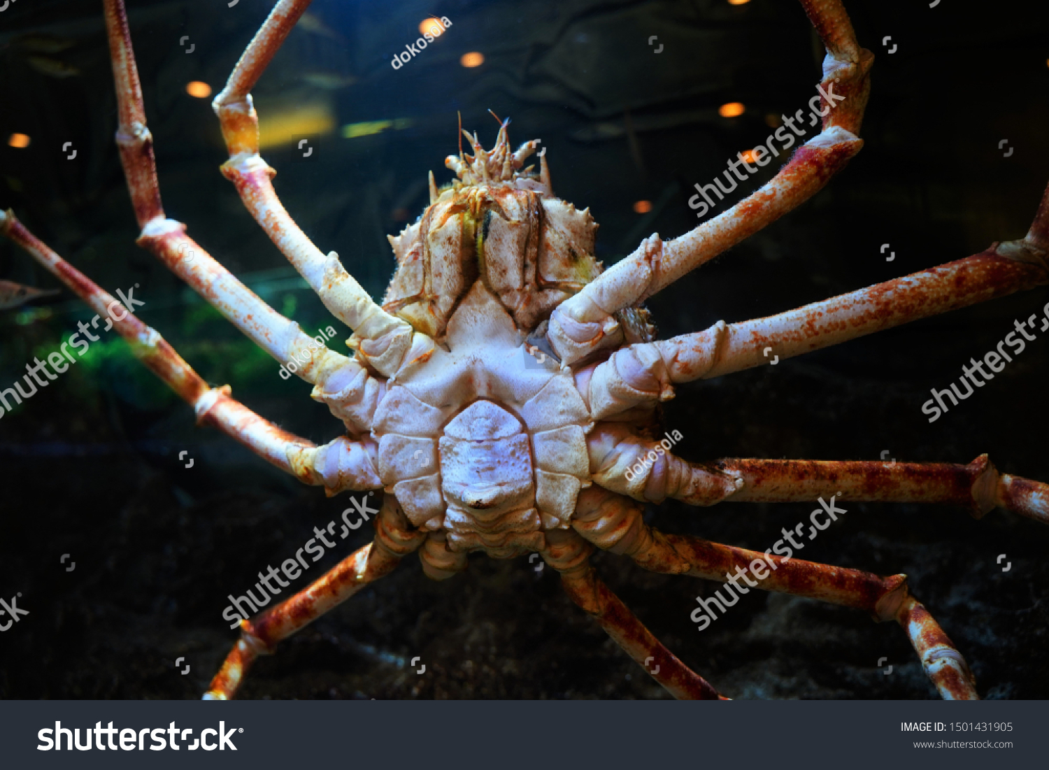 Japanese Spider Crab Aquarium Tokyo Japan Stock Photo 1501431905
