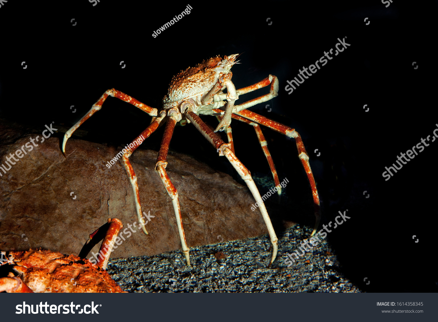Japanese Spider Crab Giant Spider Crab Foto Stok 1614358345 | Shutterstock