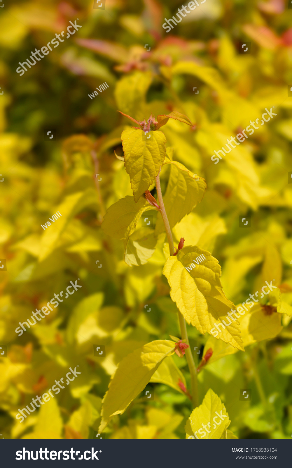 Japanese Spirea Golden Princess Leaves Latin Stock Photo Edit Now