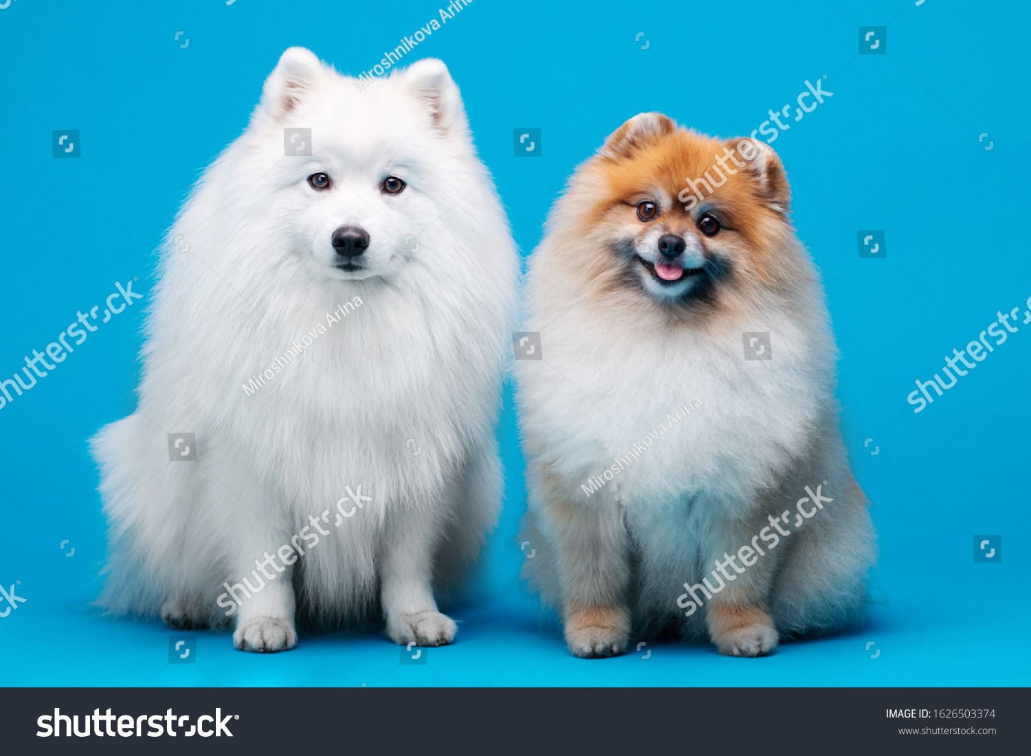 Japanese Spitz Pomeranian Spitz Dog Posing Animals Wildlife Stock Image 1626503374