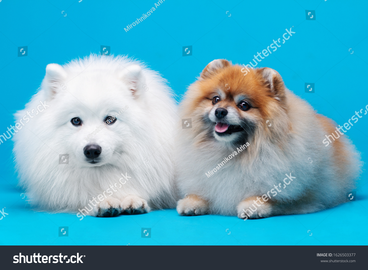 Japanese Spitz Pomeranian Spitz Dog Posing Stock Photo Edit Now