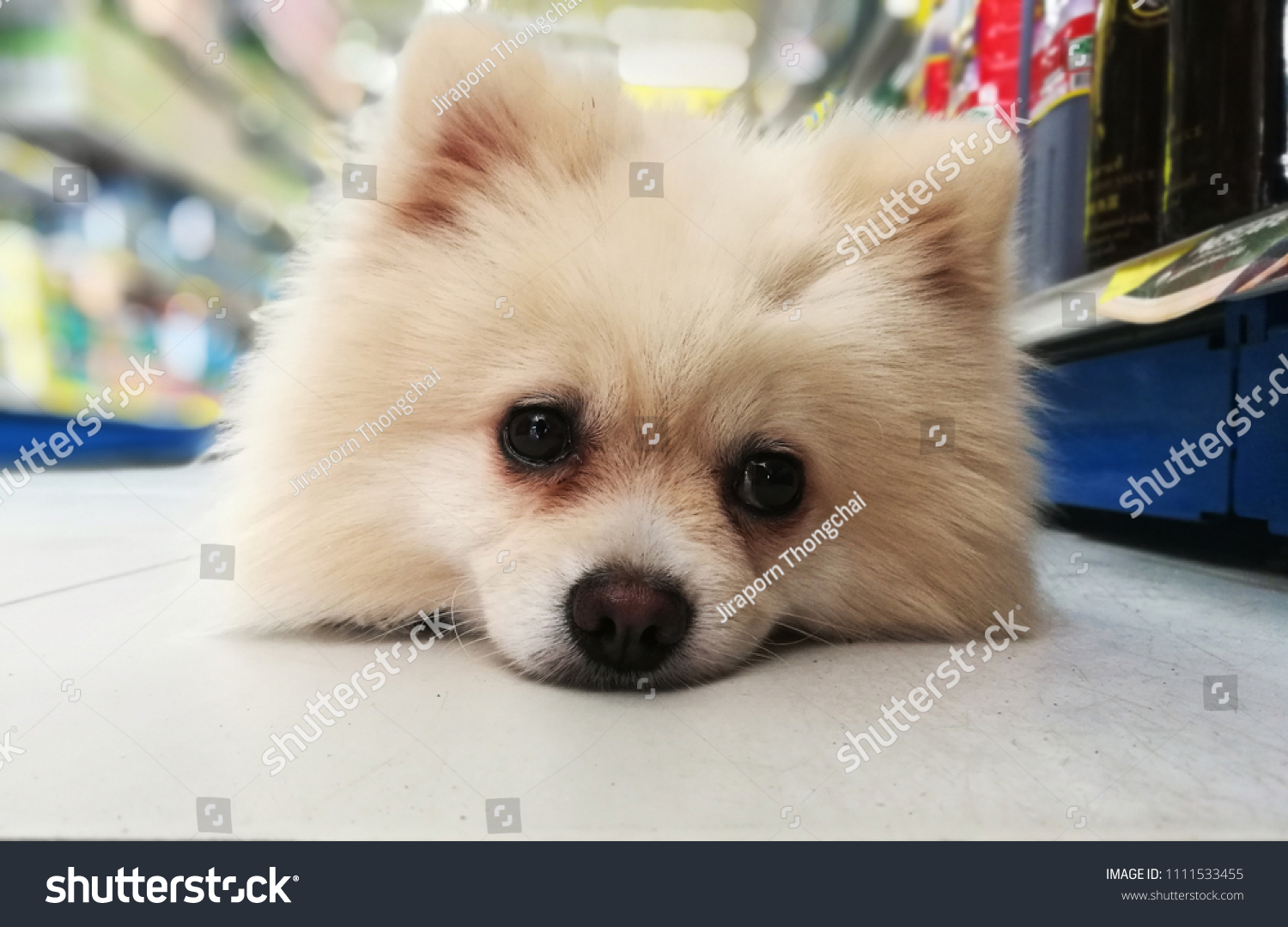 Japanese Spitz Dog Sleeping Stock Photo Edit Now