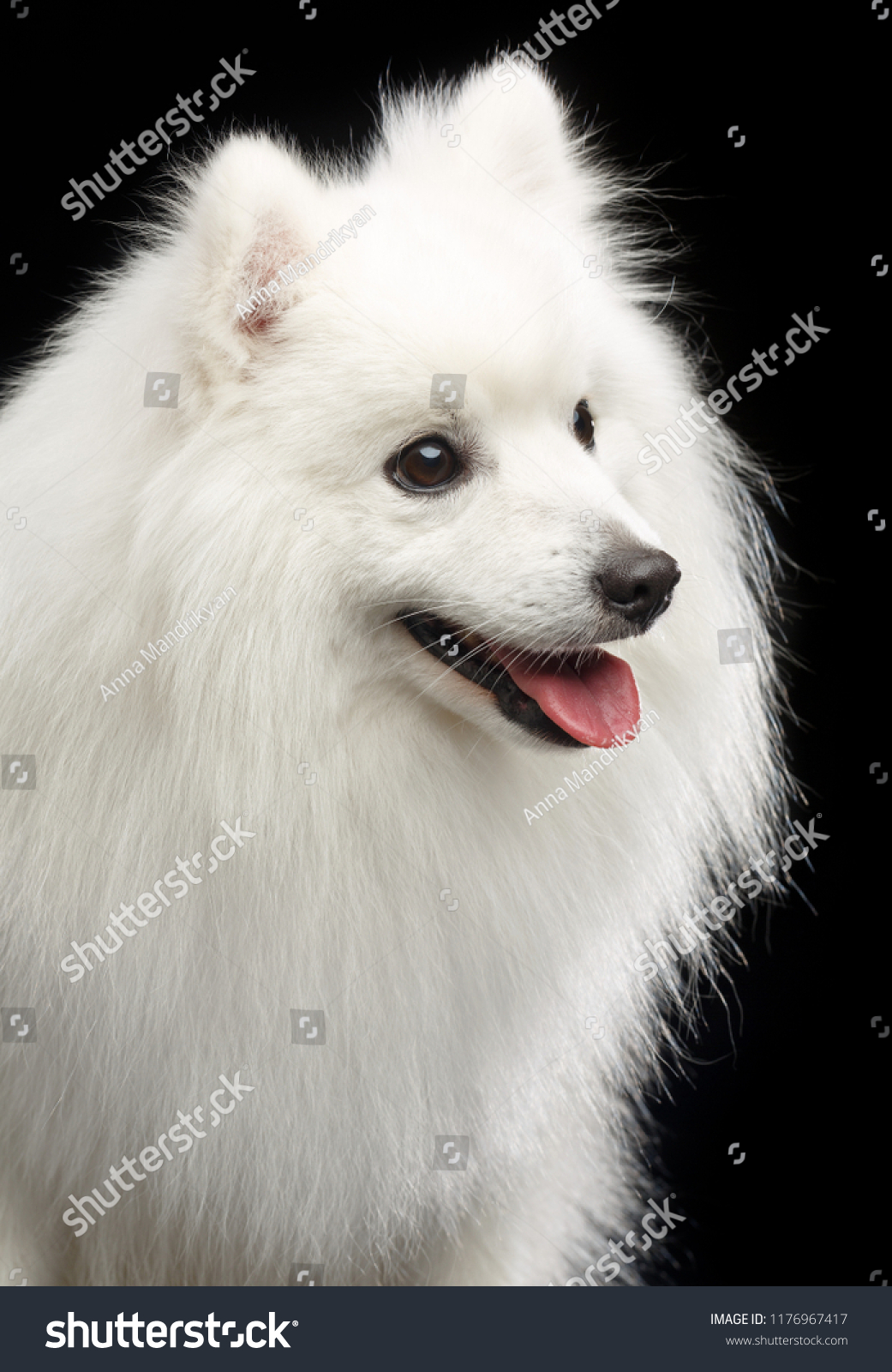 Japanese Spitz Dog On Isolated Black Stock Photo Edit Now