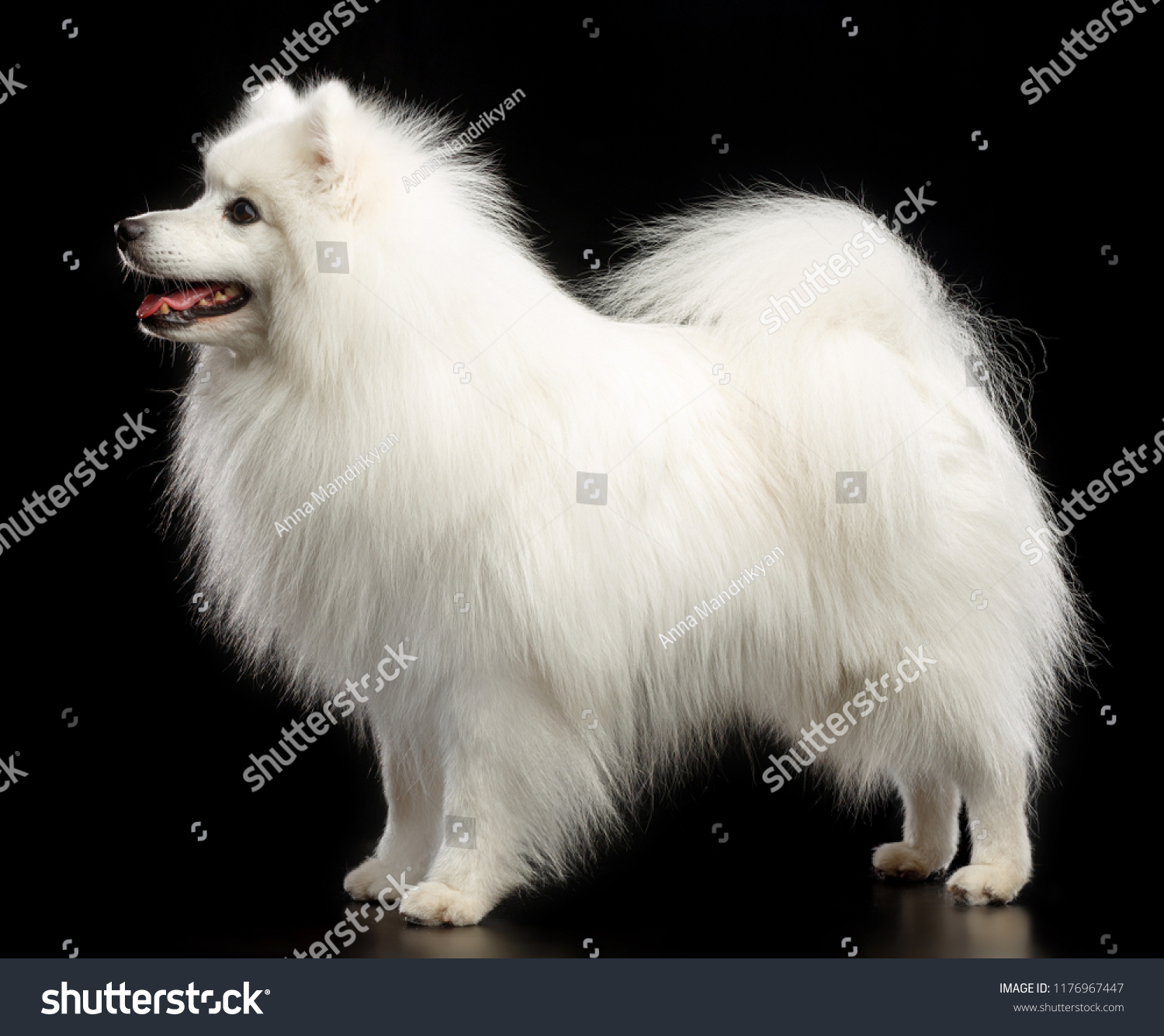 Japanese Spitz Dog On Isolated Black Stock Photo Edit Now