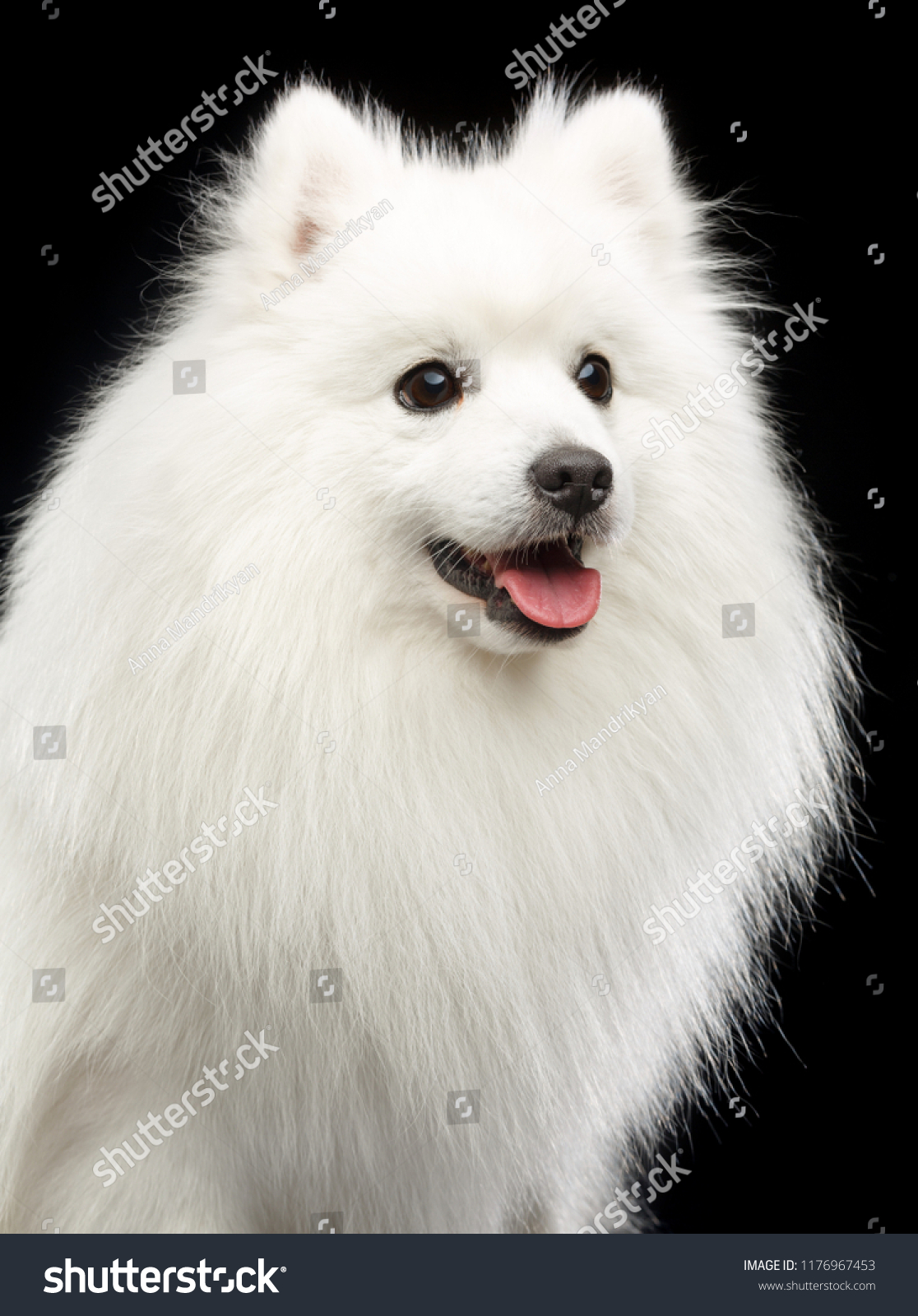 Japanese Spitz Dog On Isolated Black Stock Photo Edit Now