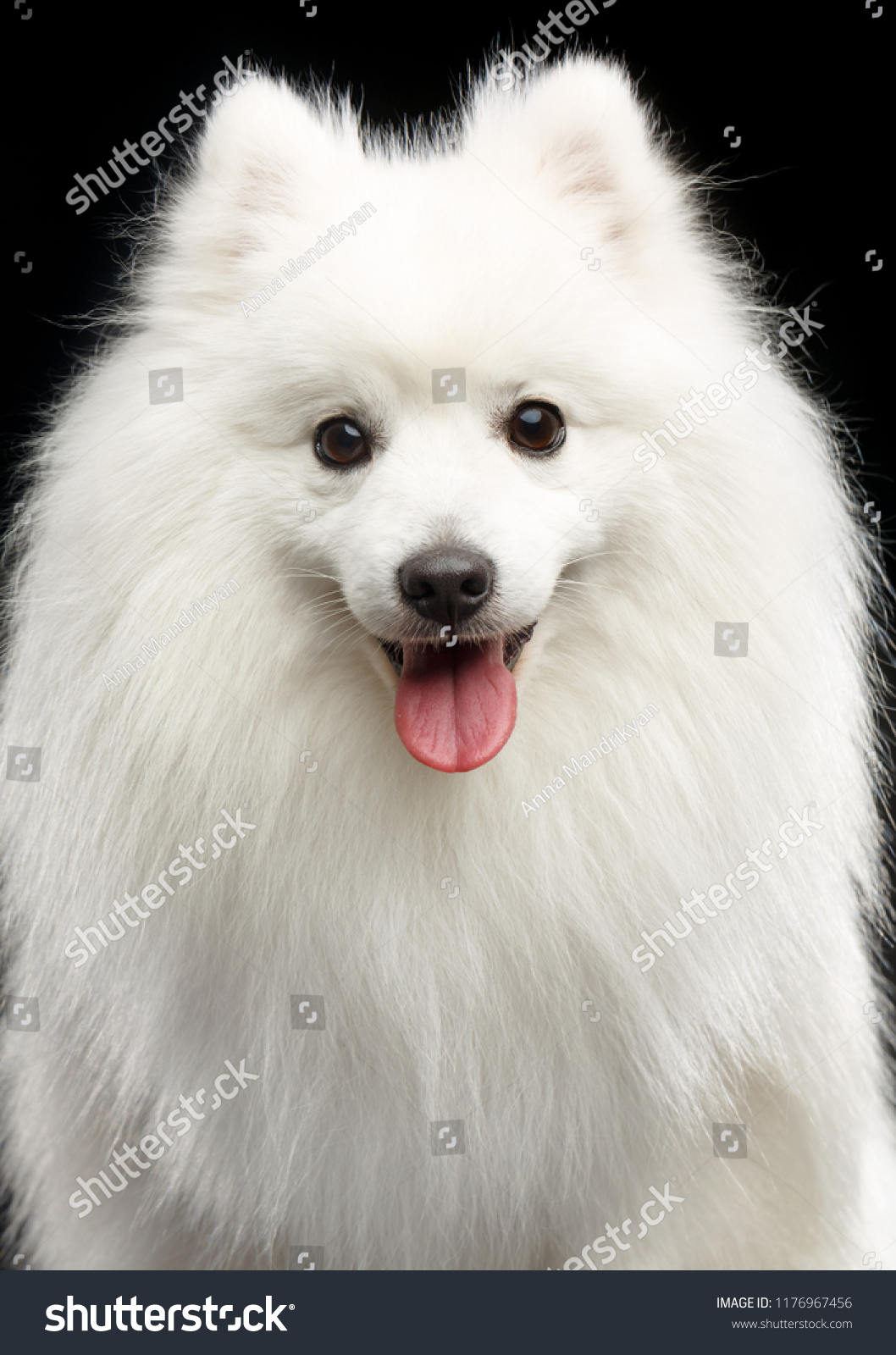 Japanese Spitz Dog On Isolated Black Stock Photo Edit Now