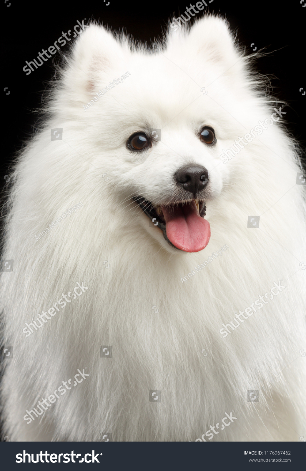 Japanese Spitz Dog On Isolated Black Stock Photo Edit Now