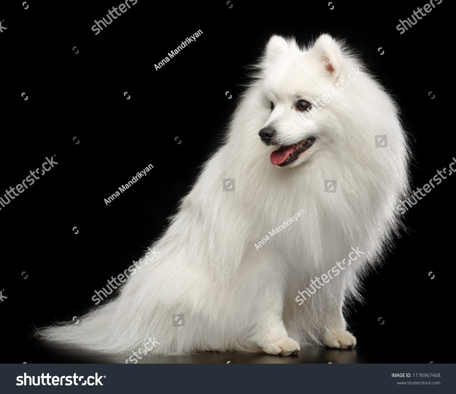 Japanese Spitz Dog On Isolated Black Stock Photo Edit Now