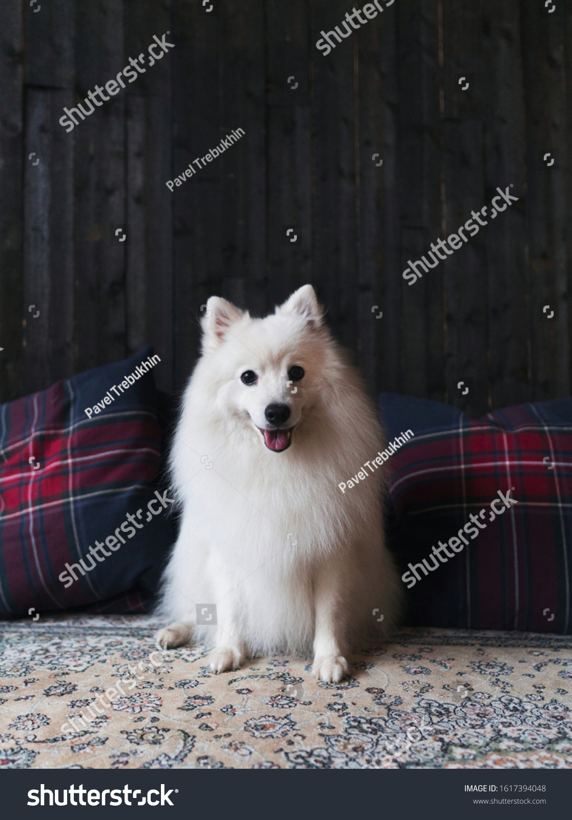 Japanese Spitz Dog Puppy Happy Smile Stock Photo Edit Now